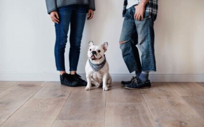 Paws and Protection: Why Your Pets Deserve a Pet-Friendly Alarm System