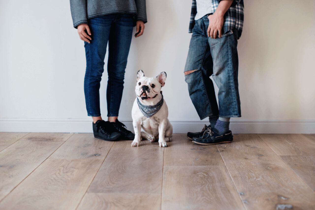 Pet Friendly Alarms Systems at Secure Time NZ